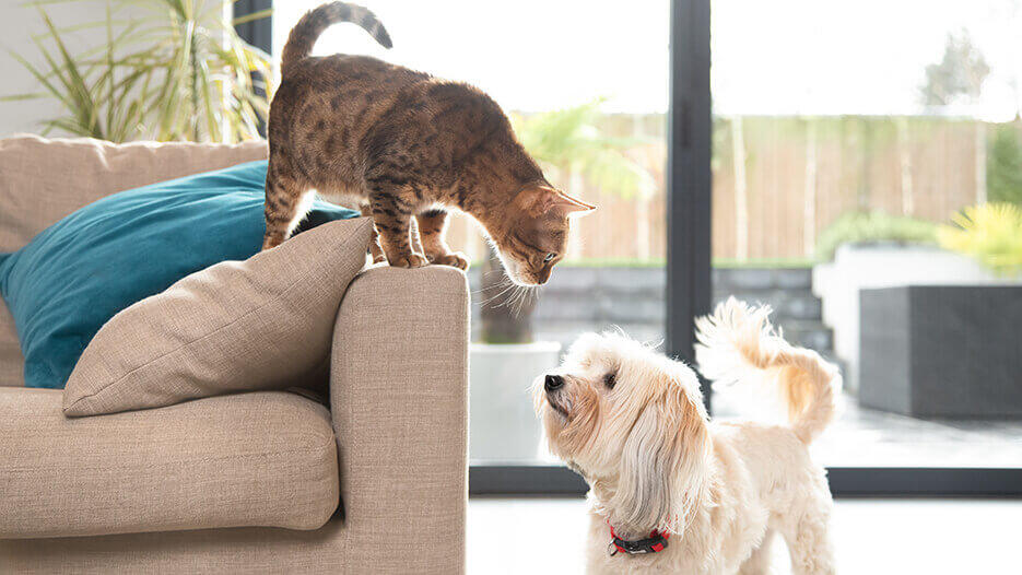 my-dog-ate-cat-food-and-is-now-sick-debi-maynard